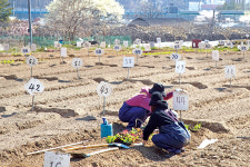 고요한 밭…주말농장도 ‘거리 두기’