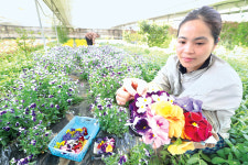 보기 좋은 꽃, 맛도 좋답니다