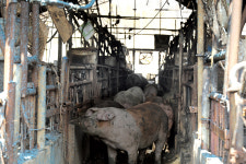 안동 산불 현장…급히 피신했다 돌아오니 집·돈사 ‘잿더미’