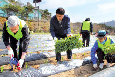 강원지역 농신보 직원, 옥수수·고구마 모종심기 지원