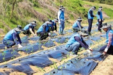 농촌일손돕기 힘 보태