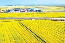 만경평야에 보리물결