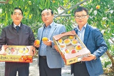 춘향골농협 ‘춘향애인 복숭아’ 본격 출하