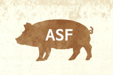 야생멧돼지서 ASF 바이러스 항체 첫 검출