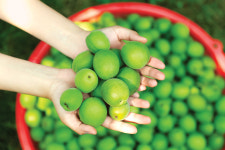 [건강한 밥상-매실] 초록빛 보약, 매실 이야기