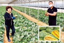 100년의 맛 ‘성환 개구리참외’ 본격 출하