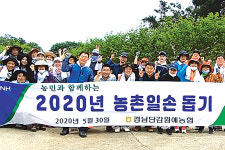 경남단감원예농협, 단감농장 열매솎기 도와