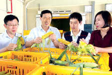 달달한 ‘오감드레 초당옥수수’ 납시오