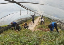 충남 논산계룡농협, 폭우 침수 피해 수박농가 복구작업 도와