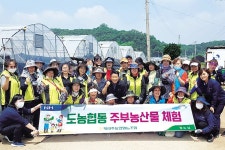 경기 북파주농협, 방울토마토 수확 등 일손돕기