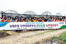 NH농협은행 인천영업본부·인천 검단농협, 포도농가서 일손돕기 온힘