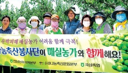 전남농협지역본부·곡성축협·나눔축산운동본부, 매실 수확작업 돕기 ‘구슬땀’