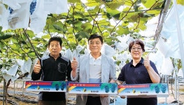 여름의 맛…‘송산포도’ 첫 출하