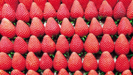 경남도농기원 육성 ‘금실’ 품종 국산딸기 최초 美로열티 받는다