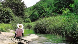 봉화 솔숲갈래길, 느린 물길 따라 쉬엄쉬엄 너른 돌에 앉아 참방참방