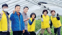 경북 칠곡 왜관농협, 참외 수확작업 돕기 구슬땀
