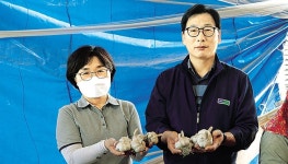 영천양잠농협 온라인쇼핑몰 | 영천 화산농협, 병에 강한 ‘대서종’ 씨마늘 공급 나서