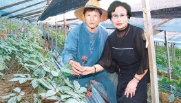 [이사람] 6년근 유기인삼 수확 앞둔 최영상·박분이씨 부부