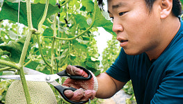 [NBS 하이라이트] 경북 청도 귀농 5년차 김규범씨 멜론농사 온힘…체험농장 도전