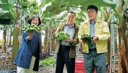 제주 김녕농협, 김녕리 바나나 첫 수확
