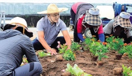 전남 서진도농협, 마을 주변 꽃길 조성 ‘구슬땀’