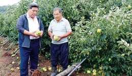갑작스러운 강풍에 수확 앞둔 사과 우수수