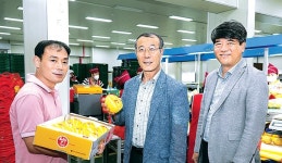 선남농협, 참외 판매사업 ‘날개’