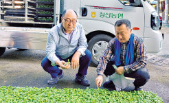 옥천 청산농협, 가을배추 육묘사업 ‘호평’