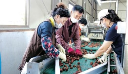 사곡농협, 공주알밤 부가가치 향상 온힘