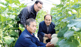 장암농협연쇄점 | 장암농협, 멜론 소득작목 육성 총력