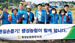경기 평택 팽성농협, 사고 농가 벼 수확 도와