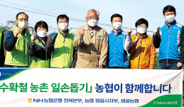 NH농협은행 전북영업본부·정읍 샘골농협·NH농협 정읍시지부, 고추 수확·비닐 제거 ‘구슬땀’
