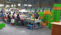 APC “웃돈 줘도 일손 없는데 성출하기엔 어쩌나”