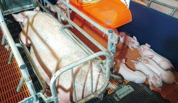 접경지역 모돈, 출하 전 정밀검사 의무화