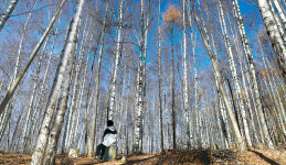 [늦가을 정취] 시리도록 맑은 풍경화, 강원 정선 하이원 하늘길