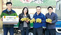제주 김녕농협, 국산 바나나 키워 농업 경쟁력 쑥쑥