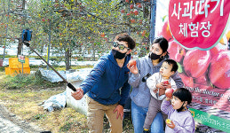 수륜농협 ‘사과 시범포’ 일석이조…재배기술 개발·농산물 홍보 효과