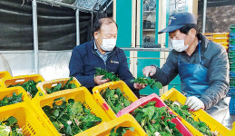비금농협 ‘섬초’ 대도시 판로 확대 팔 걷어