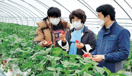 청남농협 ‘청원생명딸기’ 인기만점