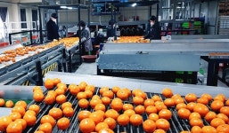 [중문농협 APC 특별연장근로 인가] 농산물 성출하기 특수성 첫 인정…코로나19 여파도 감안