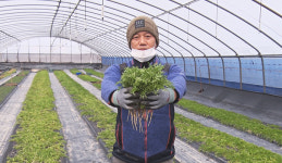 [NBS하이라이트] 신소득작물 마카 새싹 재배 연매출 1억 올리는 김준태씨