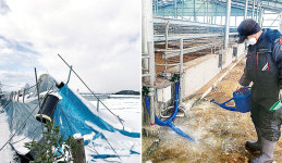 얼어버린 ‘시설감자’ 썩어가고…눈 쌓인 ‘비닐하우스’ 무너지고