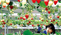 딸기가 나무에 달렸나?