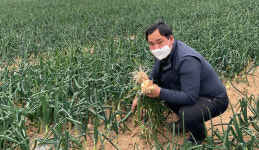 농식품부, 공영시장에 잎양파 거래 협조 요청