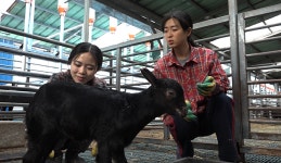 [NBS 하이라이트] 젊은 감각으로 흑염소 키우는 자매