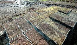 [선택! 벼 종자소독제·육묘상자처리제] 모판 관리 ‘풍년 농사’ 첫걸음…“병해충을 막아라”