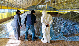 [단독] 오리농장 ‘분변처리’ 논란 속 재입식 지연