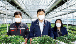 삼기농협, 고구마 종순 판매 실시