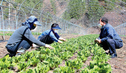 “부드러운 쌈채소 산마늘 드셔보세요”