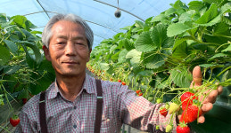[명인의 작물관리법] 지하 찬공기 끌어올려 ‘10월 딸기’ 성공